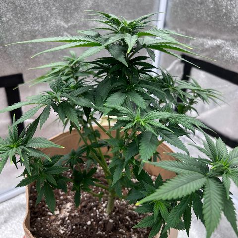 Critical growlog timeline photo
