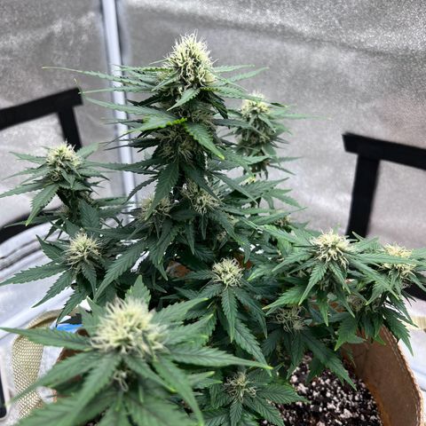Fat Banana Automatic growlog timeline photo