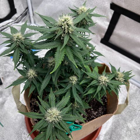 Fat Banana Automatic growlog timeline photo