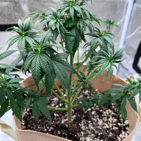Critical growlog timeline photo
