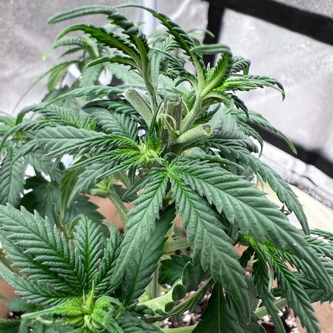 Critical growlog timeline photo