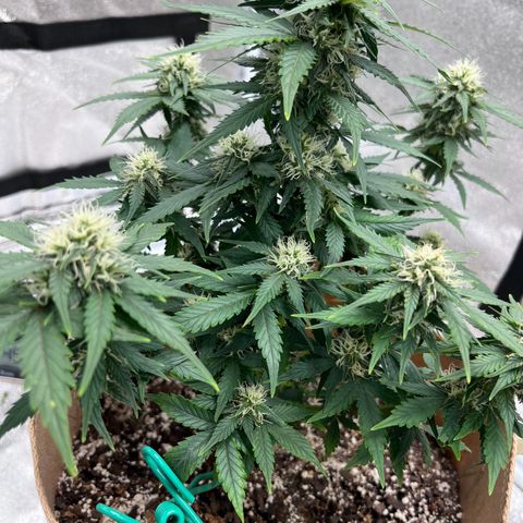 Fat Banana Automatic growlog timeline photo