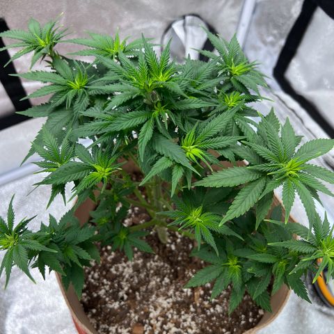 Critical growlog timeline photo