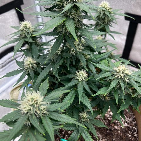 Fat Banana Automatic growlog timeline photo