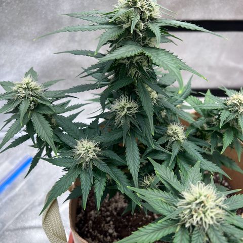 Fat Banana Automatic growlog timeline photo