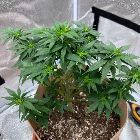 Critical growlog timeline photo