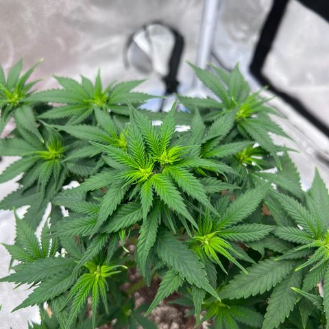 Critical growlog timeline photo
