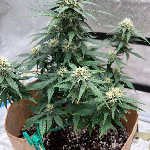 Fat Banana Automatic growlog timeline photo
