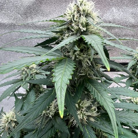 Fat Banana Automatic growlog timeline photo