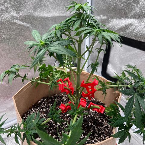 Critical growlog timeline photo