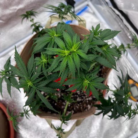 Critical growlog timeline photo