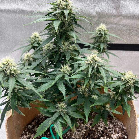 Fat Banana Automatic growlog timeline photo