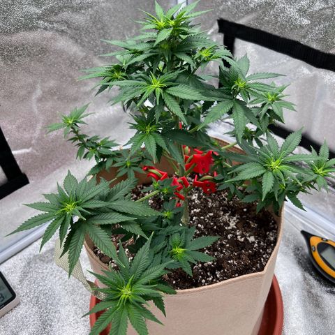 Critical growlog timeline photo