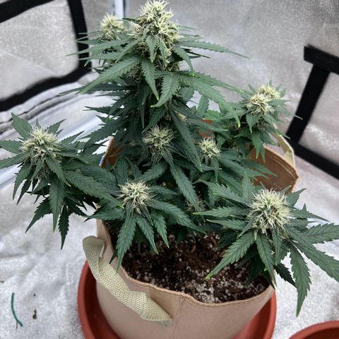 Fat Banana Automatic growlog timeline photo