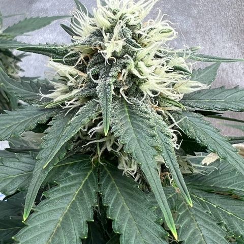 Fat Banana Automatic growlog timeline photo
