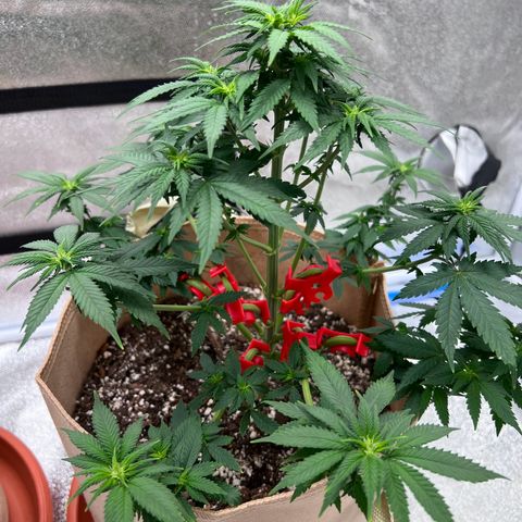 Critical growlog timeline photo