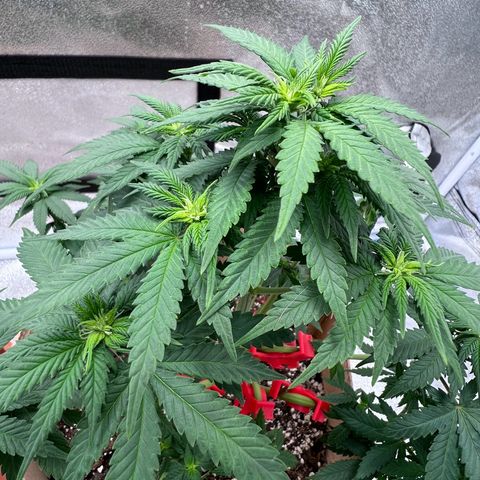 Critical growlog timeline photo