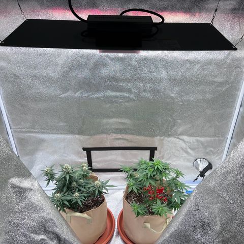Critical growlog timeline photo