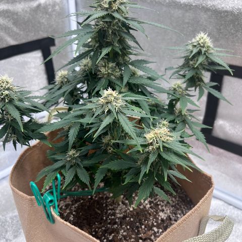 Fat Banana Automatic growlog timeline photo