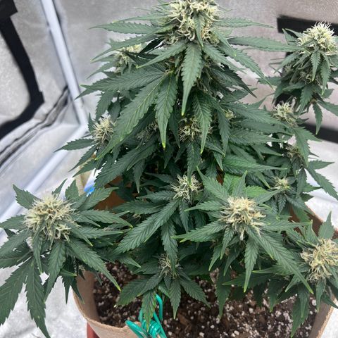 Fat Banana Automatic growlog timeline photo
