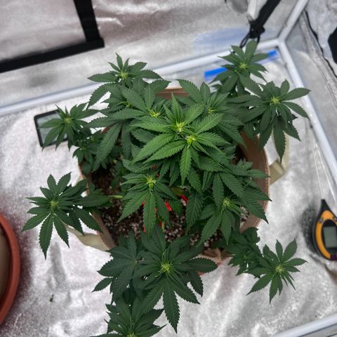 Critical growlog timeline photo