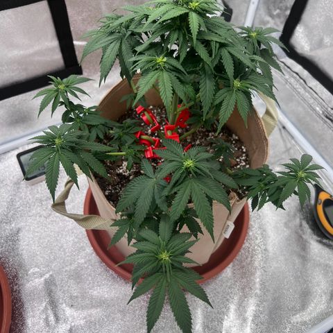 Critical growlog timeline photo