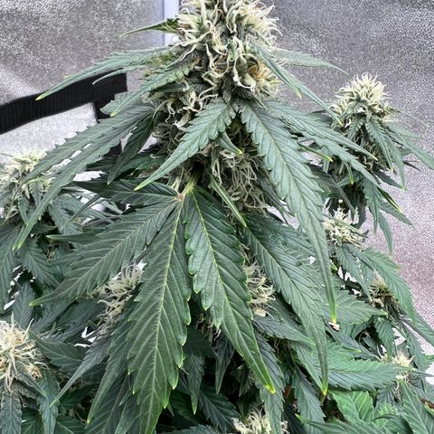 Fat Banana Automatic growlog timeline photo
