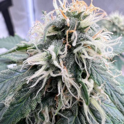Fat Banana Automatic growlog timeline photo
