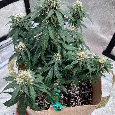 Fat Banana Automatic growlog timeline photo