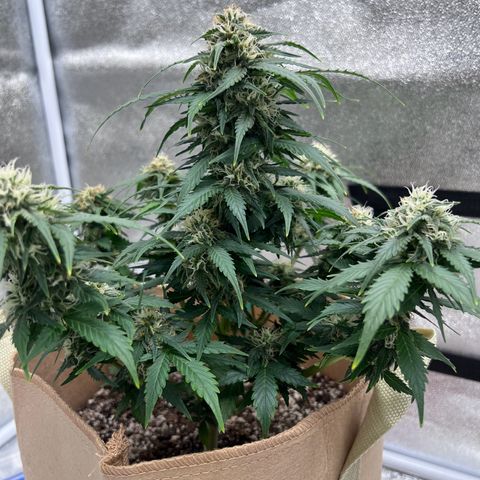 Fat Banana Automatic growlog timeline photo