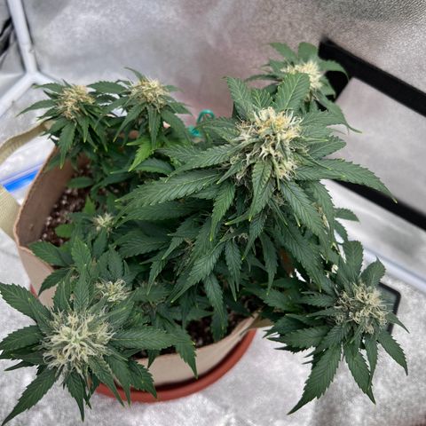Fat Banana Automatic growlog timeline photo