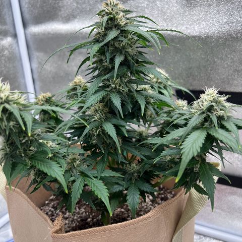 Fat Banana Automatic growlog timeline photo