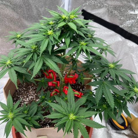 Critical growlog timeline photo