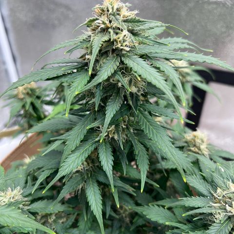 Fat Banana Automatic growlog timeline photo