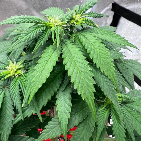 Critical growlog timeline photo