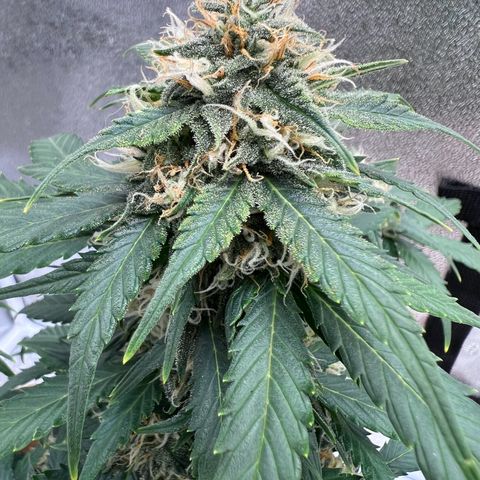 Fat Banana Automatic growlog timeline photo