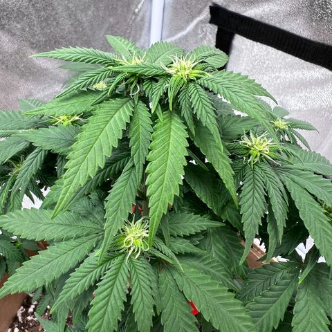 Critical growlog timeline photo