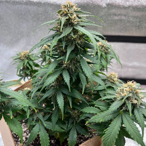 Fat Banana Automatic growlog timeline photo