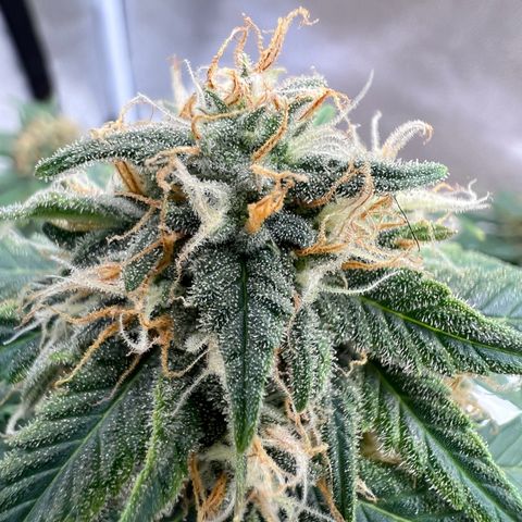 Fat Banana Automatic growlog timeline photo