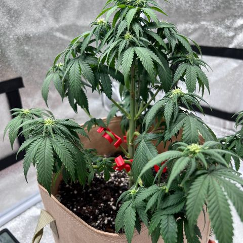 Critical growlog timeline photo