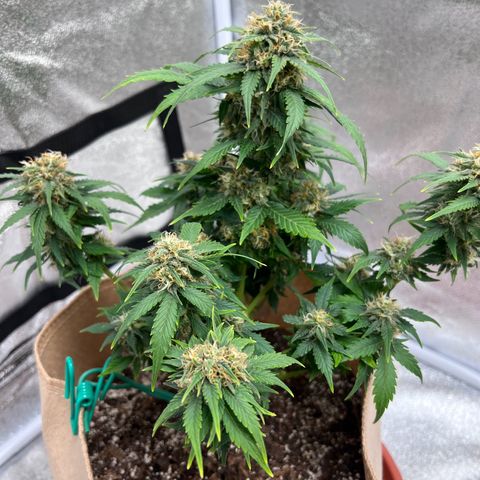 Fat Banana Automatic growlog timeline photo