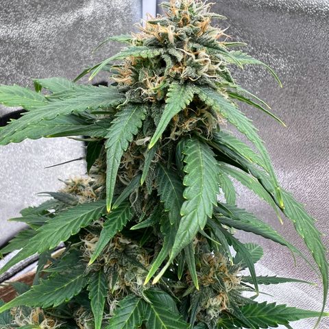 Fat Banana Automatic growlog timeline photo