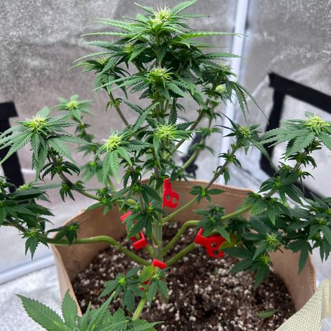 Critical growlog timeline photo