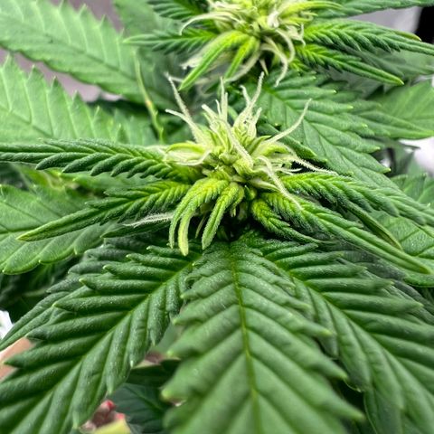 Critical growlog timeline photo