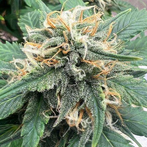 Fat Banana Automatic growlog timeline photo