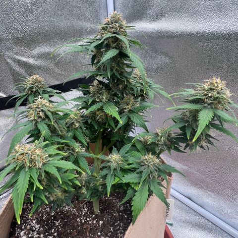 Fat Banana Automatic growlog timeline photo