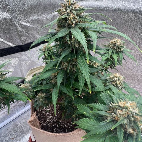 Fat Banana Automatic growlog timeline photo