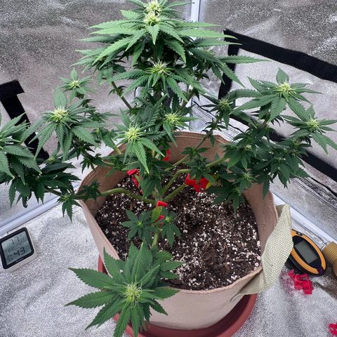 Critical growlog timeline photo