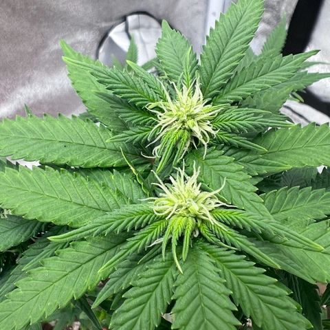 Critical growlog timeline photo