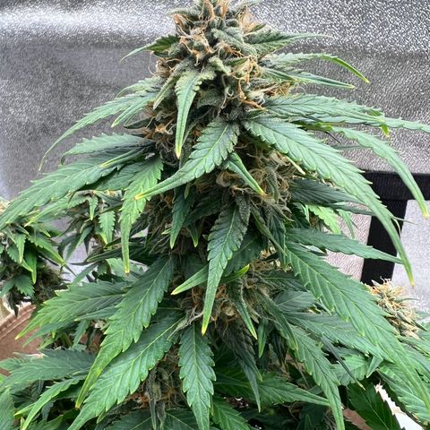 Fat Banana Automatic growlog timeline photo